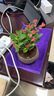 開時果 鐵海棠盆栽帶花發(fā)貨 虎刺梅四季開花卉植物盆景綠植源頭直發(fā)包郵 【鐵海棠】舍得紫砂盆+圓底托 曬單實(shí)拍圖