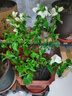 三角梅盆栽帶花劍樹苗室內(nèi)陽臺重瓣飄枝垂絲老樁四季開花爬藤花卉 【帶花發(fā)貨 收到即賞】白雪公主大苗 45-50cm左右（原盆帶土發(fā)貨） 曬單實拍圖