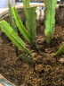 令箭荷花帶根花苗盆栽室內(nèi)外花卉植物多肉陽臺觀賞重瓣售嫁接枝條 玫紅10~20cm高一盆多顆原盆土 不含盆 曬單實拍圖