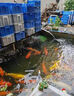 FFCLEANER硝化細菌魚(yú)池專(zhuān)用錦鯉池大桶生物活菌硝化菌凈水除腥em活性消化菌 活性硝化菌王2L/桶 曬單實(shí)拍圖