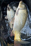 魔荒釣鯉魚專用顆粒餌料專攻野河野釣鯉魚打窩料散炮神器黑坑專用小藥 一袋 【新手不斷連桿】 鯉魚專用餌料 曬單實拍圖