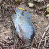 反離底子線(xiàn)雙鉤反底釣組套裝魚(yú)鉤釣魚(yú)漁具串鉤綁好拳套歐鯉釣 【伊勢(shì)尼有刺4號(hào)】買(mǎi)一贈(zèng)一 曬單實(shí)拍圖