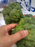 新鮮西蘭花花椰菜青花菜西藍(lán)花菜花當(dāng)季時令新鮮蔬菜 新鮮青花帶箱3斤【西蘭花】 曬單實拍圖