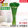 萌肉居龍竹水養(yǎng)綠植文昌竹盆栽富貴竹開運竹40cm高6根不含瓶源頭直發(fā) 曬單實拍圖