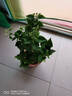 臨雅三角梅花樹苗盆栽帶花老樁特大苗漳紅櫻室內(nèi)陽臺高端爬藤四季開花 綠櫻大苗 曬單實拍圖