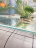 金苔鼠魚(yú)魚(yú)缸清潔魚(yú)工具魚(yú)魚(yú)缸除藻清理糞便小型熱帶觀賞魚(yú)魚(yú)活體 金苔鼠4條送備損2條【發(fā)6條】 曬單實(shí)拍圖