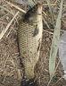 西部風(fēng)老壇甜薯原漿甜薯玉米粉碎搓餌野釣魚(yú)食打窩垂釣打窩料釣魚(yú)餌料西部風(fēng)老壇甜薯原漿300g*2包正品保證 曬單實(shí)拍圖