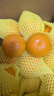 十里饞臨海涌泉蜜桔 無(wú)核橘子黃巖蜜橘 當(dāng)季柑橘桔子 帶箱10斤 中大果 曬單實(shí)拍圖