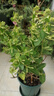 金銀花樹苗爬藤植物四季開(kāi)花可食用藥用白紅黃花卉老樁金銀花盆栽地栽苗木 黃色金銀花3年苗花瓣可泡茶 不含盆 曬單實(shí)拍圖
