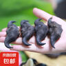 果心榴洪湖菱角新鮮老菱角生棱角老黑菱角凌角粉糯老菱角湖北特產(chǎn) 老菱角3斤 曬單實(shí)拍圖