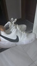 NIKE耐克網(wǎng)球鞋男女COURT LITE 4新款專業(yè)網(wǎng)球情侶運動鞋新款 FD6574-100【男款】 41 曬單實拍圖