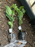 豐滿(mǎn)年百香果苗 黃金百香果臺農紫香百香果苗欽蜜九號百香果 扦插嫁接苗 黃金欽蜜九號嫁接苗1棵 15-30cm高 曬單實(shí)拍圖