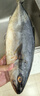 新鮮金槍魚(yú)2-11斤/條整條冷凍海捕海魚(yú)刺身速凍深海捕撈整魚(yú)槍魚(yú) 深海捕撈2-3.5斤1條 曬單實(shí)拍圖