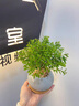 小葉赤楠桌面招財(cái)辦公室內(nèi)小盆栽綠植四季常青凈化空氣好養(yǎng)植物 小葉赤楠（小奶油四方泡泡陶瓷盆）+樹(shù)脂托盤(pán) 帶盆栽好 曬單實(shí)拍圖