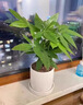 施聚農發(fā)財樹專用營養(yǎng)液葉子發(fā)黃掉葉植物再生劑黃葉枯葉爛根專用芍藥C 1盒裝【7支】無贈送 曬單實拍圖