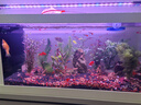 德克（D&A）溪流缸客廳生態(tài)缸桌面魚缸一體缸自循環(huán)免換水懶人造景養(yǎng)魚水族箱 北溪1號-白（滑蓋+架燈款） 81.2x31.2x32cm 曬單實拍圖