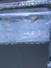 云峰海瑞小型熱帶魚觀賞魚孔雀魚雜袍孔雀魚天空藍(lán)活體活魚紅扇血紅 純種孔雀魚-冰藍(lán)4+1條備損共5條 曬單實(shí)拍圖