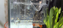 HANYANG孔雀魚繁殖盒大號魚缸隔離盒幼小魚苗孵化產(chǎn)房漂懸浮分離器養(yǎng)魚用 曬單實拍圖