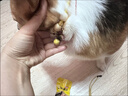 小貓項鏈貓咪驅樟木項圈蟲(chóng)吊牌寵物吊墜小狗鈴鐺掛件防跳蚤虱子 納福長(cháng)命鎖 S-小型適合【3-8斤以?xún)取?【深山香樟 保護愛(ài)寵】 曬單實(shí)拍圖