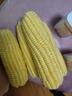 京鮮生云南水果玉米 凈重5斤單果280g+ 甜玉米棒新鮮蔬菜應(yīng)季 源頭直發(fā) 曬單實拍圖