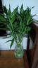 中夢大葉竹水培養(yǎng)植物花卉綠植室內(nèi)好養(yǎng)竹子富貴竹水養(yǎng)帶根鮮花發(fā)財樹 富貴竹65-75厘米20棵 曬單實拍圖