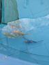 純種錦鯉精品冷水魚(yú)大型昭和招財錦鯉魚(yú)池養殖庭院觀(guān)賞魚(yú)錦鯉 （適用魚(yú)池套餐）30-35公分隨機5 曬單實(shí)拍圖