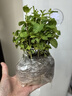 薄荷盆栽可食用大苗室內(nèi)桌面驅蚊綠植大盆迷迭香香草植物貓薄荷葉 大盆薄荷（不含盆） 曬單實拍圖