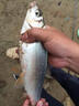 水帝日本進(jìn)口釣魚(yú)線(xiàn)500米魚(yú)線(xiàn)主線(xiàn)子線(xiàn)尼龍超強拉力臺釣海竿路亞 酒紅色 0.8 曬單實(shí)拍圖