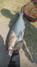 川澤蠻牛鰱鳙魚竿輕量大物桿手竿十大名牌釣竿碳素魚桿青草竿7.2米 曬單實拍圖