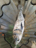 猛攻新型浮釣鰱鳙釣組專用翻板鉤爆炸鉤釣水怪方塊餌魚鉤海桿套裝14號 曬單實拍圖