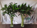 沭之美富貴竹水培綠植小富貴竹60-70cm10支+30六角瓶【竹葉款】源頭直發(fā) 曬單實(shí)拍圖