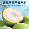 輕上（LIGHT UPPER） 100%椰子水 椰汁飲料 含天然電解質(zhì) 245ml*10瓶 曬單實拍圖