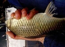 谷蜀香谷蜀香叁滴誘釣魚餌料添加劑小藥鯽魚鯉魚草魚鰱鳙誘食餌料爆護(hù) 50ml一滴攝魂 三滴爆護(hù) 曬單實拍圖