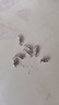 隨燦釣魚八字環(huán)強拉力巨大物高速轉(zhuǎn)環(huán)連接器不銹鋼8字環(huán)錨魚小配件 【3#10枚裝】軸承八字環(huán) 曬單實拍圖