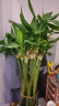 京云夢轉(zhuǎn)運(yùn)竹盆栽綠植居家水培植物四季轉(zhuǎn)運(yùn)竹60厘米不含盆10根源頭直發(fā) 曬單實(shí)拍圖