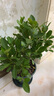 花翁四季樹(shù)苗盆栽植物花卉小橘綠植 金桔40-50cm青山盆 源頭直發(fā) 曬單實(shí)拍圖