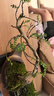 【清香木盆景】飄枝老樁花卉好養(yǎng)綠植盆栽茶桌高檔年貨帶花盆底座 酒壺盆清香木15-20+底座+小沙彌 曬單實(shí)拍圖