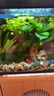 瘋狂水草（FKSC）魚(yú)缸造景松皮石自然擺件假山生態(tài)裝飾石頭 松皮石3斤【形狀、數量隨機發(fā)】 曬單實(shí)拍圖