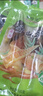 手剝筍500g開袋即食泡椒酸辣脆筍尖香辣手撥竹筍解饞小零食 泡椒味500g*5袋【5斤】 曬單實拍圖