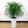 沭之美龍須樹龍血樹大型綠植盆栽龍須樹獨桿多頭70-80cm不含盆 源頭直發(fā) 曬單實拍圖