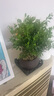 颯望小葉赤楠金絲楠木老樁盆栽苗辦公室內(nèi)花卉四季好養(yǎng)桌面綠植小盆景 【主圖款】5年-精品赤楠【藍彩招金】+底座 曬單實拍圖