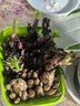 重瓣大花芍藥花苗帶芽根塊四季花卉多年生陽臺庭院芍藥花戶外盆栽 2晴雯【5－8芽】根塊8-13cm 不含盆 曬單實拍圖