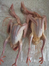 頤鄉(xiāng)情農(nóng)家新鮮現(xiàn)殺鴿子肉鴿子 生鮮鴿子乳鴿老鴿子 煲湯孕婦滋補(bǔ)鴿子湯 散養(yǎng)乳鴿3只(凈重7兩1只)+料包參 曬單實(shí)拍圖