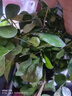 櫻霞【順豐上門(mén)】花卉植物室內桌面凈化空氣水培小綠植好養活驅蚊盆栽 九里香+胡椒木+梔子花 帶盆 曬單實(shí)拍圖
