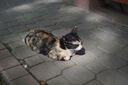 唯卓仕23/33/56mm F1.4索尼口自動對焦鏡頭APS-C畫幅適用E卡口A6400 A6700微單相機(jī)大光圈人像定焦鏡頭 AF 33mm F1.4 E（索尼口） 官方標(biāo)配 曬單實拍圖
