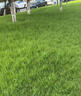 萌蘊(yùn)進(jìn)口狗牙根草籽護(hù)坡固土耐熱耐旱邊坡綠化工程帶殼脫殼草坪草種子 早熟禾草籽1斤【抗寒性好】 曬單實(shí)拍圖