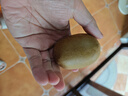 佳沛（zespri）新西蘭 陽光金奇異果12粒禮盒特大果單果約122-146g 獼猴桃 水果 曬單實拍圖