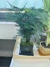 幼薇文竹盆栽植物室內(nèi)綠化四季迷你辦公室綠植擺件桌面好養(yǎng)創(chuàng)意小盆景 文竹+四方舍得PVC盆+方形底盤 帶盆栽好 曬單實(shí)拍圖