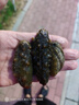 TAIGEK免上線伸縮旅行泛用路亞竿遠(yuǎn)投釣魚桿1.8米直柄紡車輪新手套裝 曬單實(shí)拍圖
