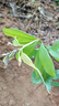 香林農正宗海南黃花梨樹(shù)苗降香黃檀紅木帶土帶葉南北方種植盆栽庭院綠植 海南黃花梨樹(shù)苗 高度71-90cm 曬單實(shí)拍圖